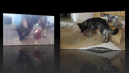 Dog and chicken share incredibly strange friendship