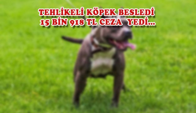 TEHLİKELİ KÖPEK BESLEDİ 15 BİN 918 TL CEZA YEDİ