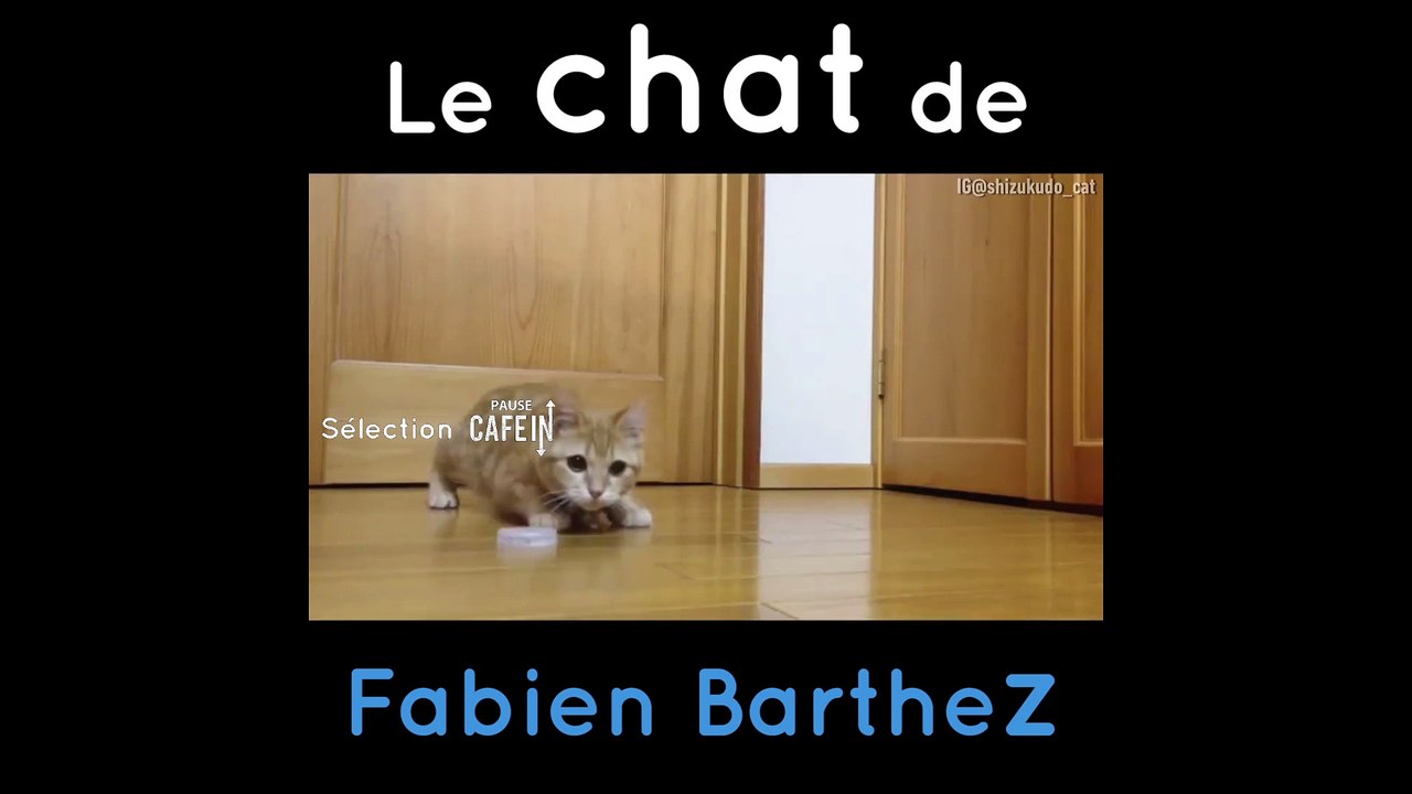 Un chat se prend pour un gardien de but