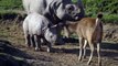 Un bébé rhinocéros explore le monde sans jamais s’éloigner de sa maman