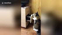 Cat learns how to open drawers