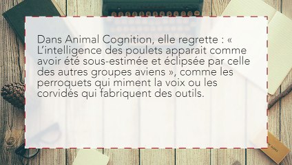 Selon les scientifiques, les poulets sont dotés d’une intelligence extraordinaire !