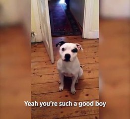 Ziggy The Dog Is Very Clever!