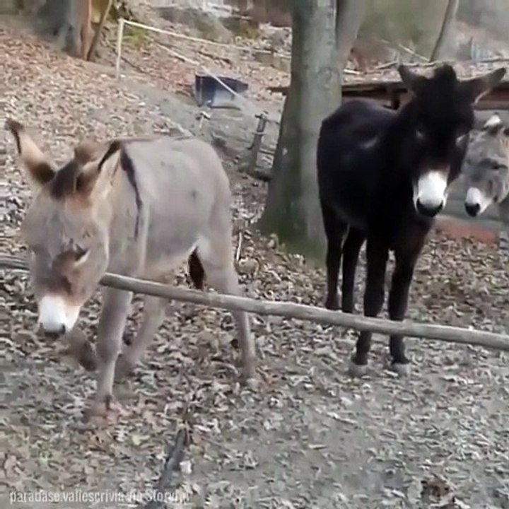 Olaya Farklı Bir Bakış Açısı Getiren Eşek