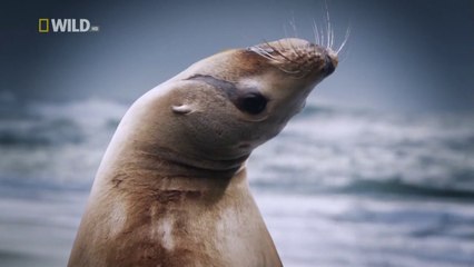 National Geographic Predator CSI Zombie Sealions