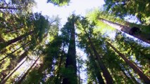 360° GEO - Grimpeurs de séquoias géants en Californie