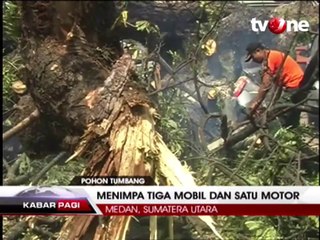 Pohon Tumbang Timpa 3 Mobil dan 1 Motor, 4 Orang Terluka