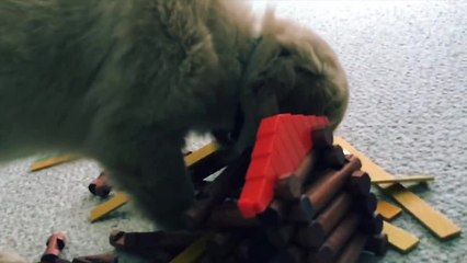 "Savage" puppy obliterates entire village