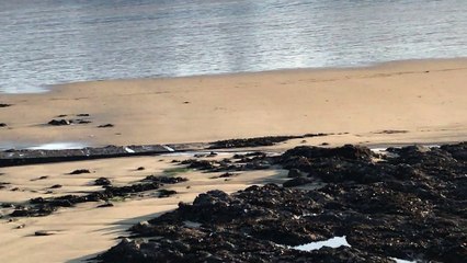 Saint-Quay-Portrieux