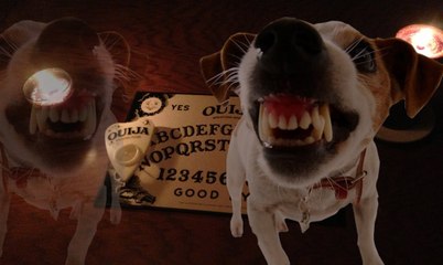 Köpeklerin Gizli Yetenekleri