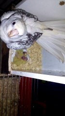 calopisita protegendo seus filhotes