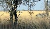Lions and rhinos terrible war, see rhinos done recently, the horrific video