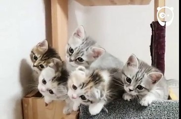Ces chatons nous offrent un numéro de synchronisation incroyable !