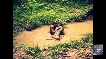 Nyata!!! Manusia Dimakan oleh Ular