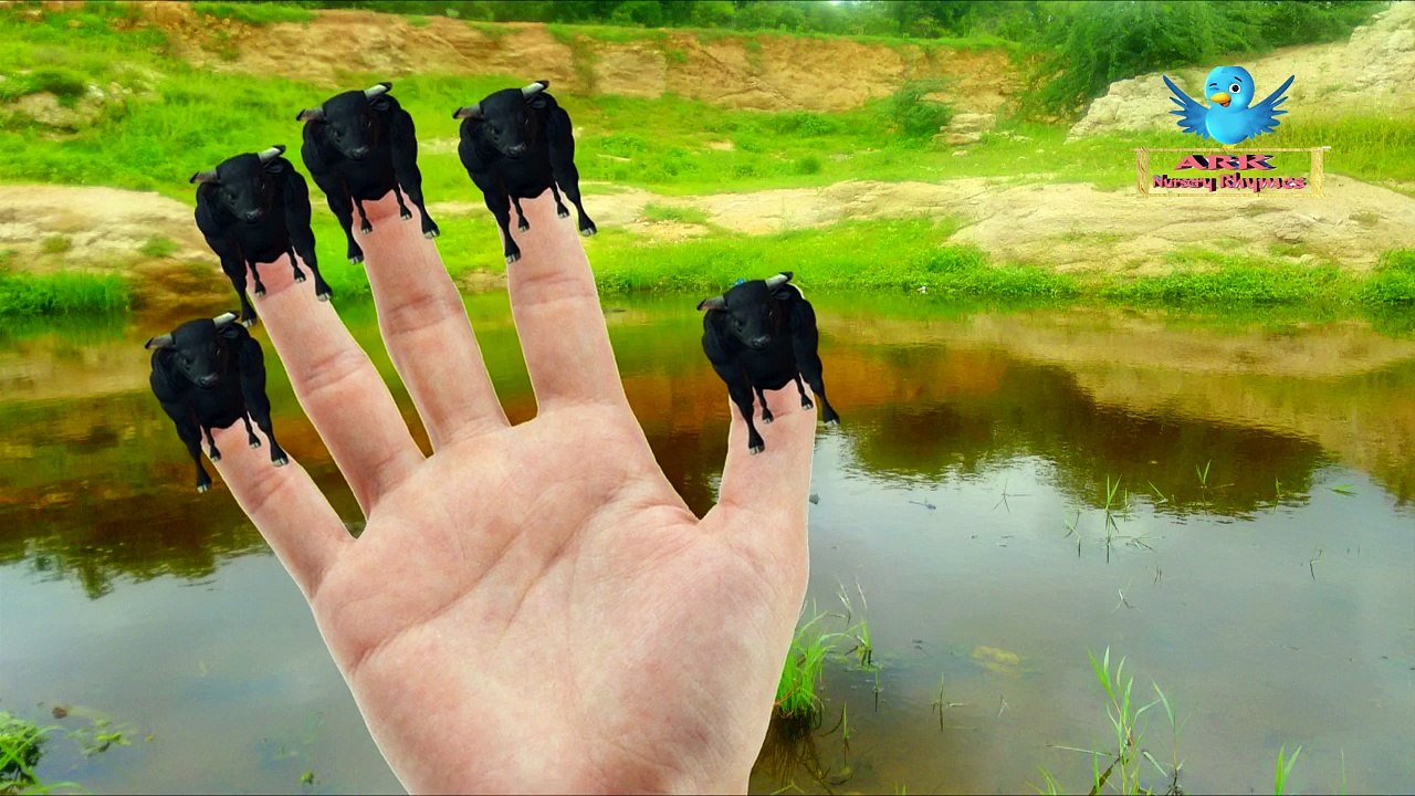 Mega Gummy Color Bear Finger Family Nursery Rhyme For Kids | Buffalo Cartoon Animation Kids Songs