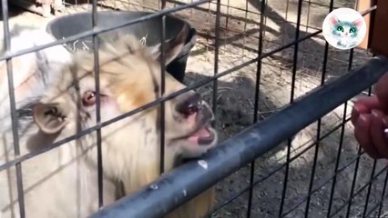 Прикол. Козел взорвавший интернет