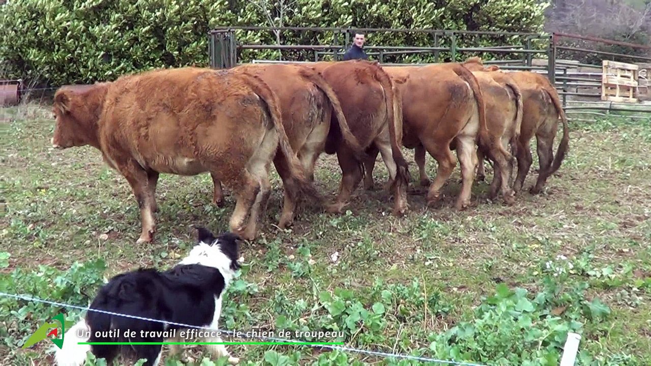 Video-Chiens-de-troupeau-BOVINS