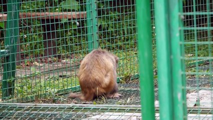 They’re the true survivors ! Part I