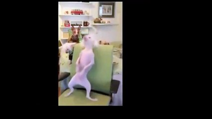 Самые новые угарные приколы! Подборка Приколов 2015