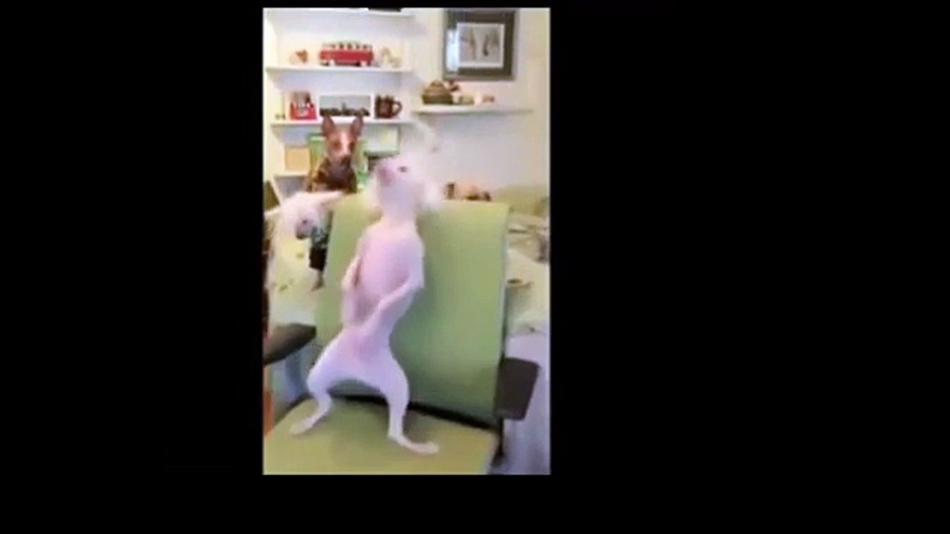 ⁣Самые новые угарные приколы! Подборка Приколов 2015