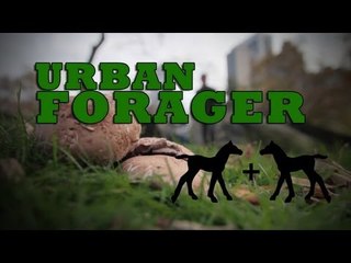 Urban Forager: a SKETCH by UCB's Horse + Horse