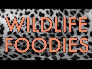 Wildlife Foodies: a SKETCH by UCB's Horse + Horse