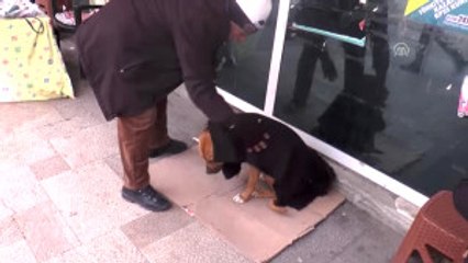 Soğukta Sokak Hayvanlarına Battaniyeli Önlem