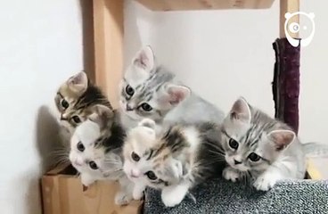 Des chatons parfaitement synchro... Adorable
