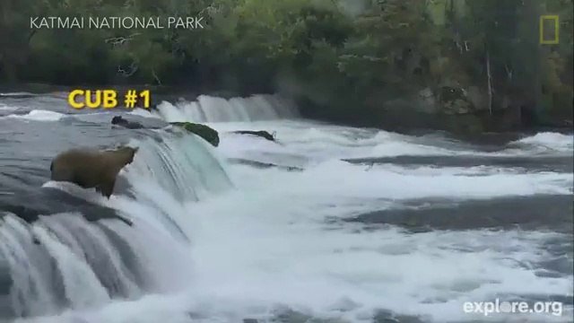 Cette maman ours sauvent ses 3 oursons piégés dans les rapides