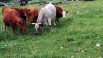 Des vaches découvrent une tortue dans leur champs... Hilarant