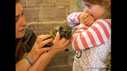 /2AZ-Chien loup tchécoslovaque JNHHVTYGRFTDIKPPMP%§µVB °+P6qs9x5w14*C %§;l;jjl,mlhcae