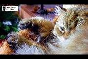 Cats in the cradle  Cuddling  Kittens Videos Compilation