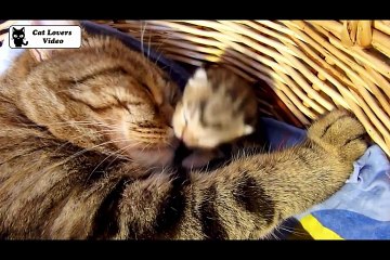 Cute Kittens and Funny Cats  Videos Compilation  Happy Birthday Coco