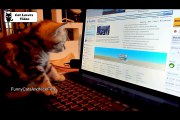 Cute Kittens and Funny Cats Compilation  More Yawns, More smiles