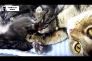 Funny And Cute Kittens Meowing, Purring, Playing  for the First Time Videos Compilation