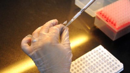 Domuz Embriyonlarında İnsan Hücreleri Büyütüldü