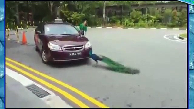 Авто приколы 2015! Видео Подборка Приколов с Автомобилями! Приколы с Транспортом 26