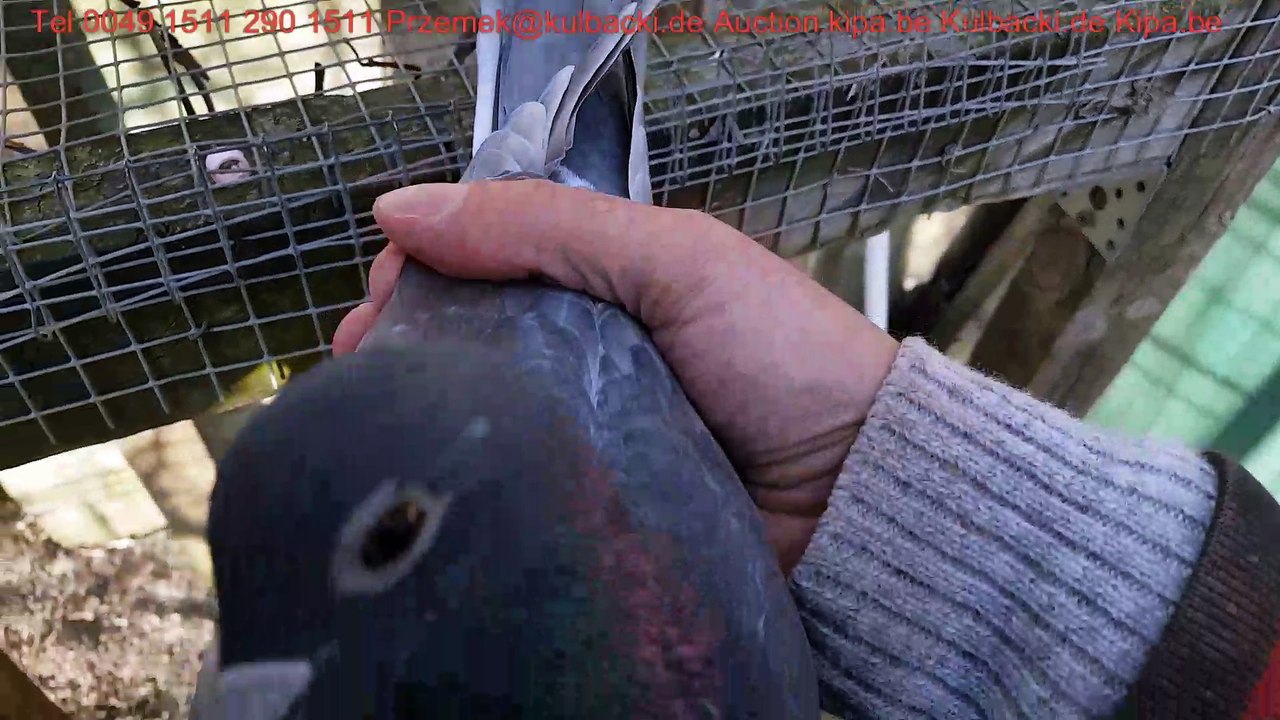 Shipping of RACE KULBACKI to MALTA wysyłka RASY KULBACKI DO MALTA