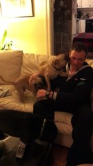 Des chiens sont surexcités de revoir leur maître !