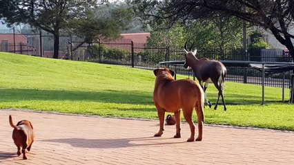 Un petit chien joue avec une antilope !