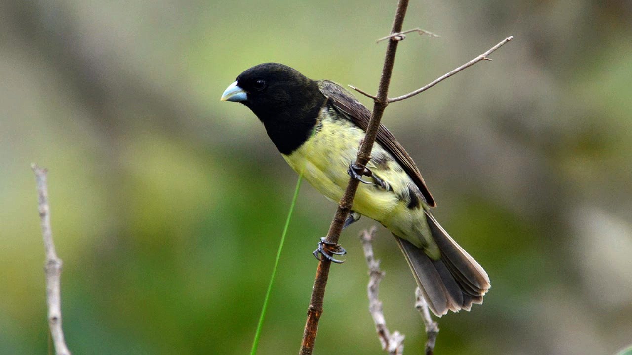 O CANTO DO COLEIRO BAIANO PAPA CAPIM SELVAGEM
