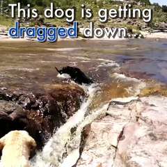 Un chien sauve son copain de la noyade