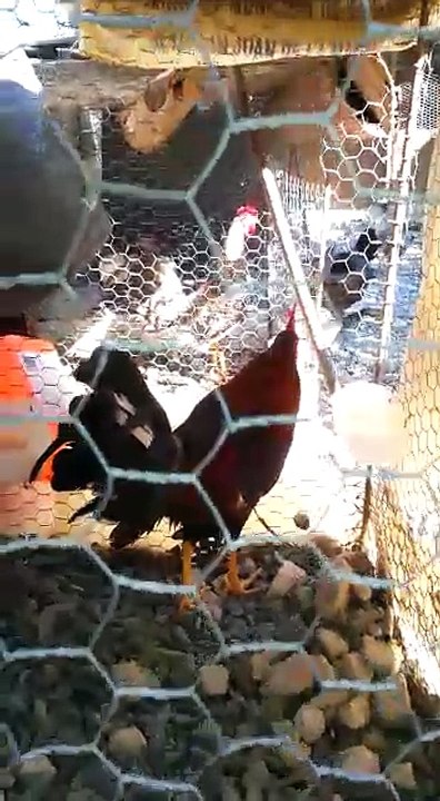 Gallos LosHnosCarmona en la traba