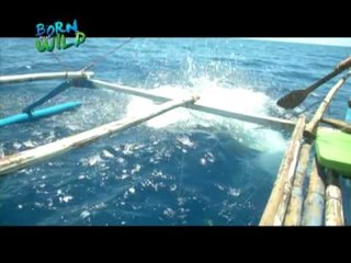 Doc Nielsen Donato goes hunting for big squid