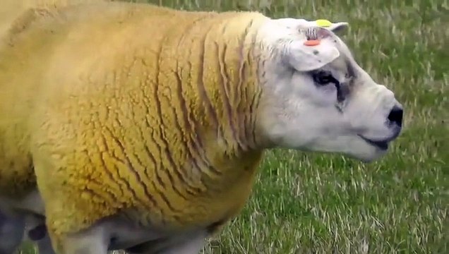 GENETİĞİ DEĞİŞTİRİLMİŞ KOYUN KÖPEĞE YABANI HAYVANA BENZİYOR LANET OLSUN BU HAYVANI BU HALE GETİRENLERE PİS KAFİRLER