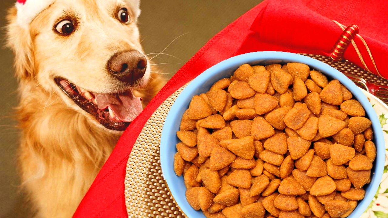 Quantas vezes o cachorro deve comer ao dia? e como saber a quantidade ?