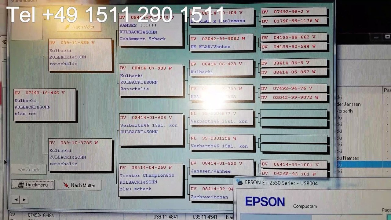 RASA KULBACKI PODBIJA ŚWIAT GRAND CANARIA , MALTA, DHAKAR, PAKISTAN NON STOP SHIPPING WYSYŁKI