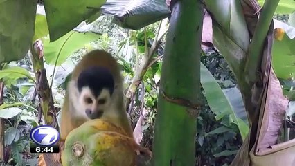 tn7-extincion-felinos-030117