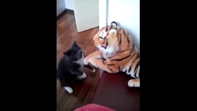 Приколы про животных. Как котэ боксом занимался. Fun with animals.