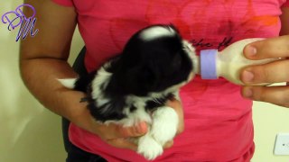 BEBE DE SHIH TZU MAMANDO NA MAMADEIRA